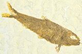 Limestone with Two Fossil Fish (Knightia) - Wyoming #360751-2